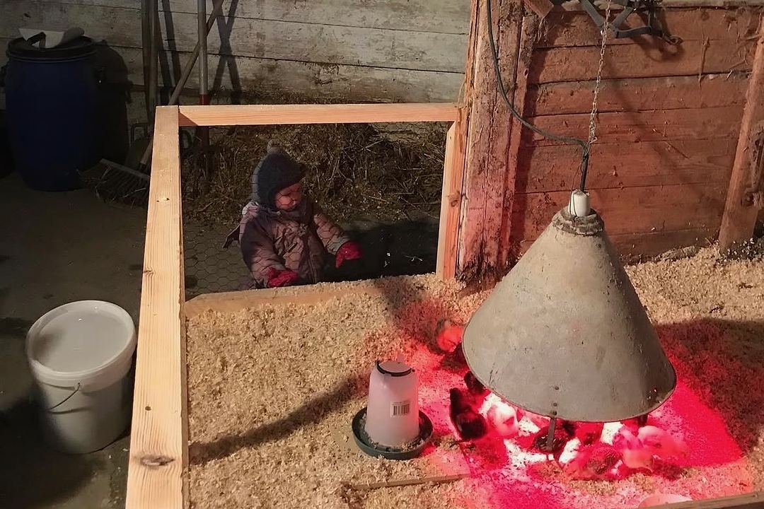 Kyllinger under varmelampen, mens et barn kigger på
